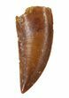 Excellent, Raptor Tooth - Morocco #57914-1
